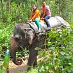 manas elephant safari