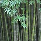manas bamboo tree