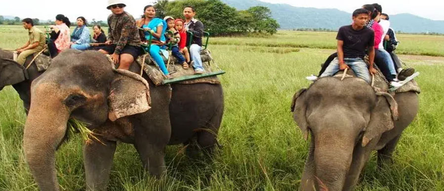 manas elephant safari