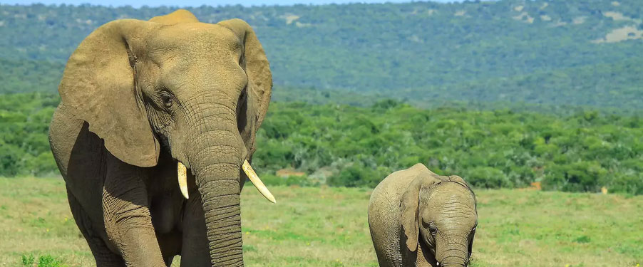 elephants in manas tour