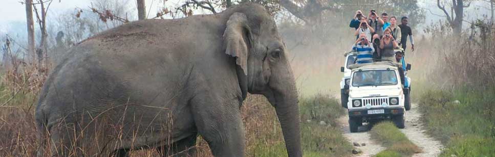 elephant safari manas