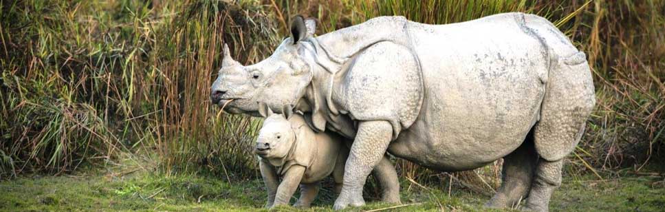 best to visit manas