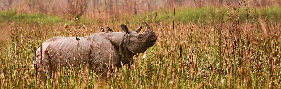 Gloomy History and the Conservation Efforts in Manas National Park Gloomy History and the Conservation Efforts in Manas National Park
