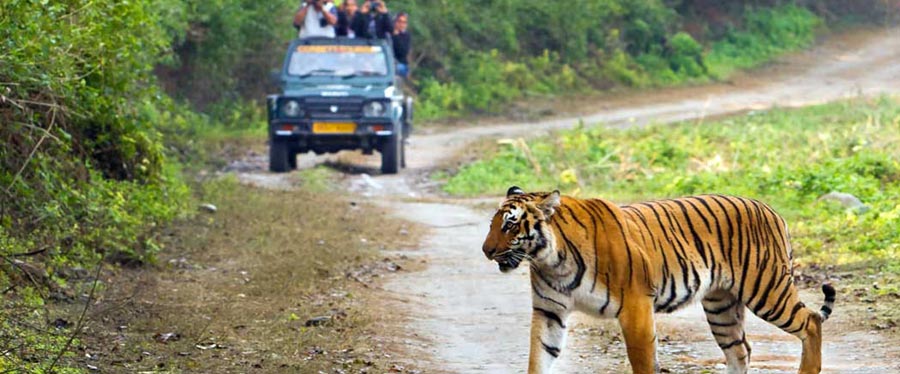 manas morning safari