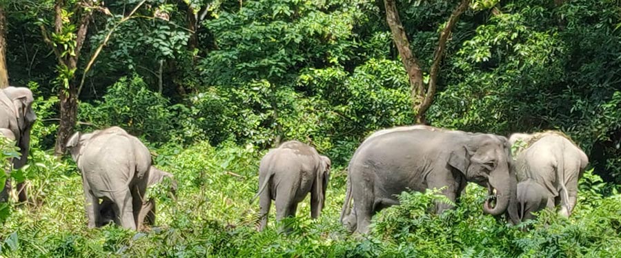 wildlife tour in manas 