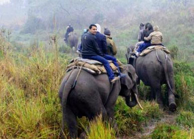 manas elephant safari