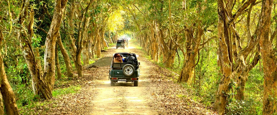 manas tiger encounter