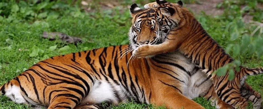 manas tiger encounter