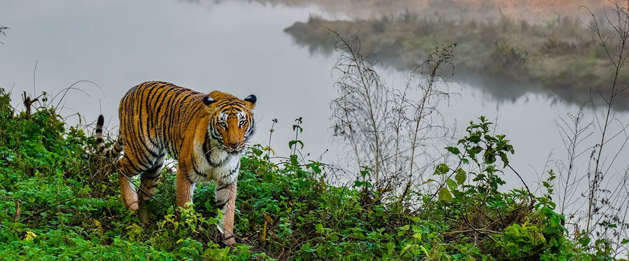 manas vs kaziranga tour