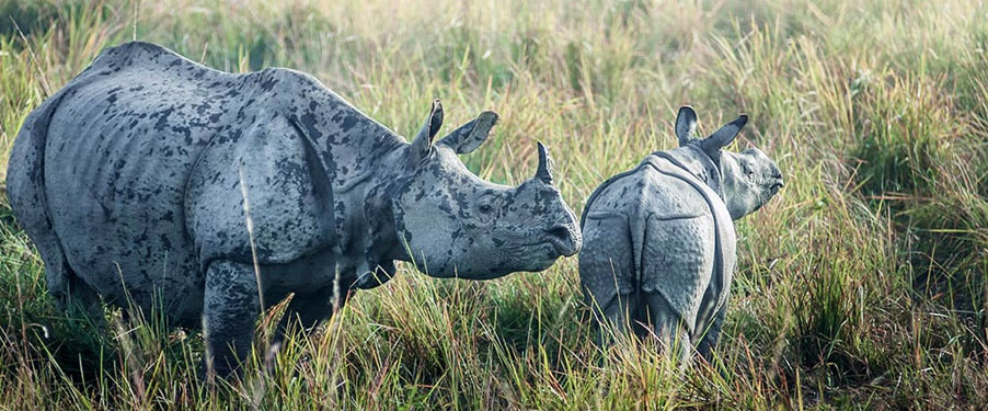 manas rahino