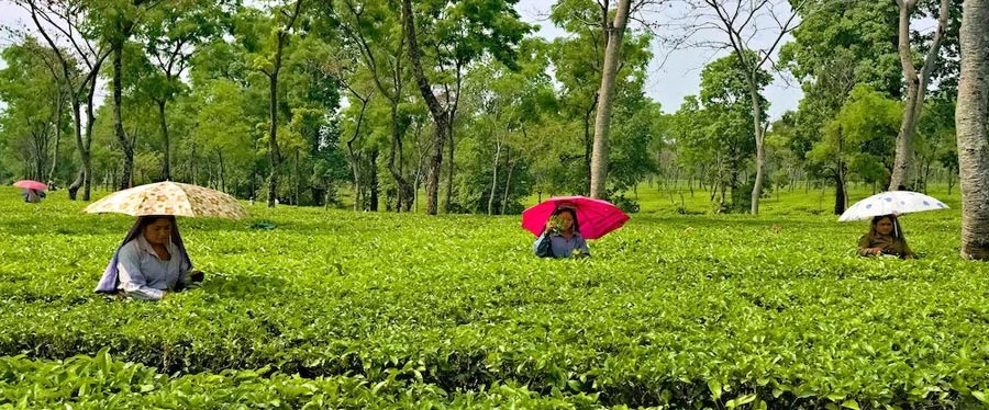 tea plantation near manas 