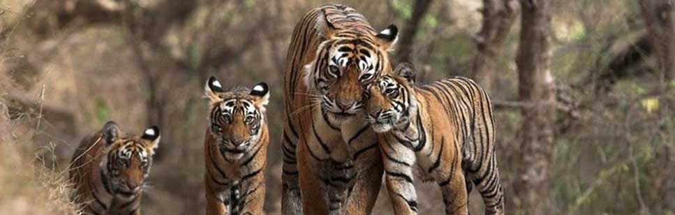 see wildlife tiger in manas