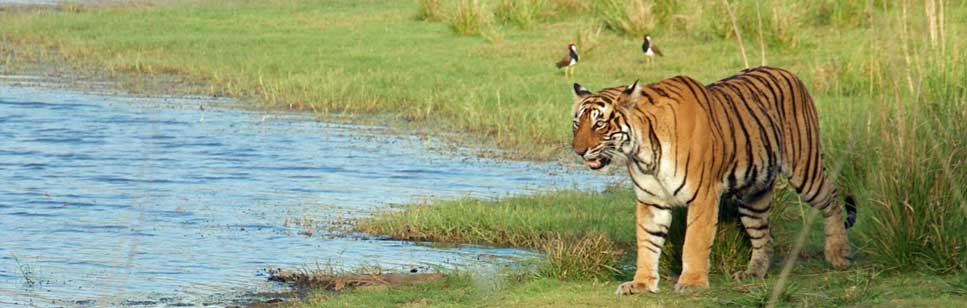 unique wildlife safari