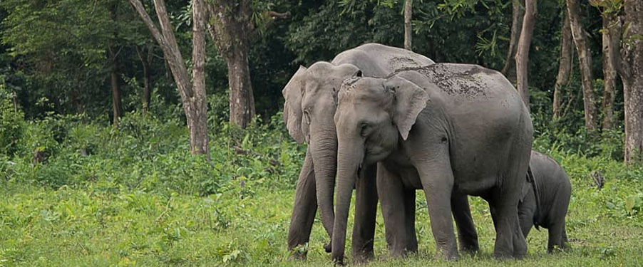 elephants safari