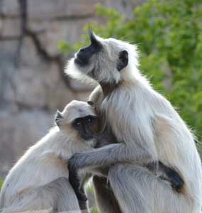 manas wildlife landscape