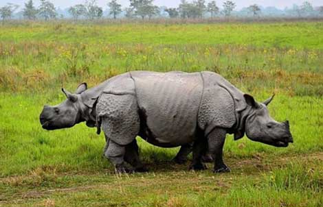 wildlife safari