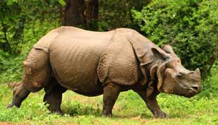  manas elephant safari